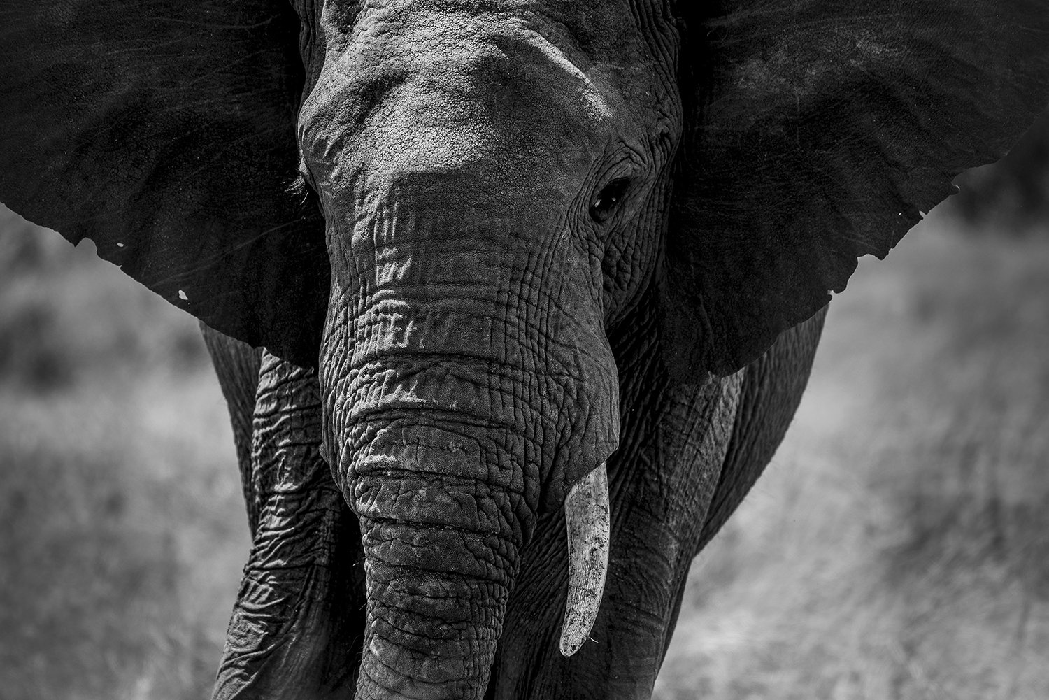 Elephant Portrait