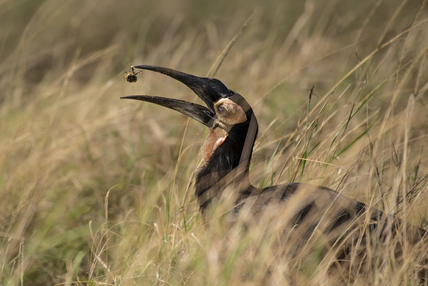 Ground Hornbill