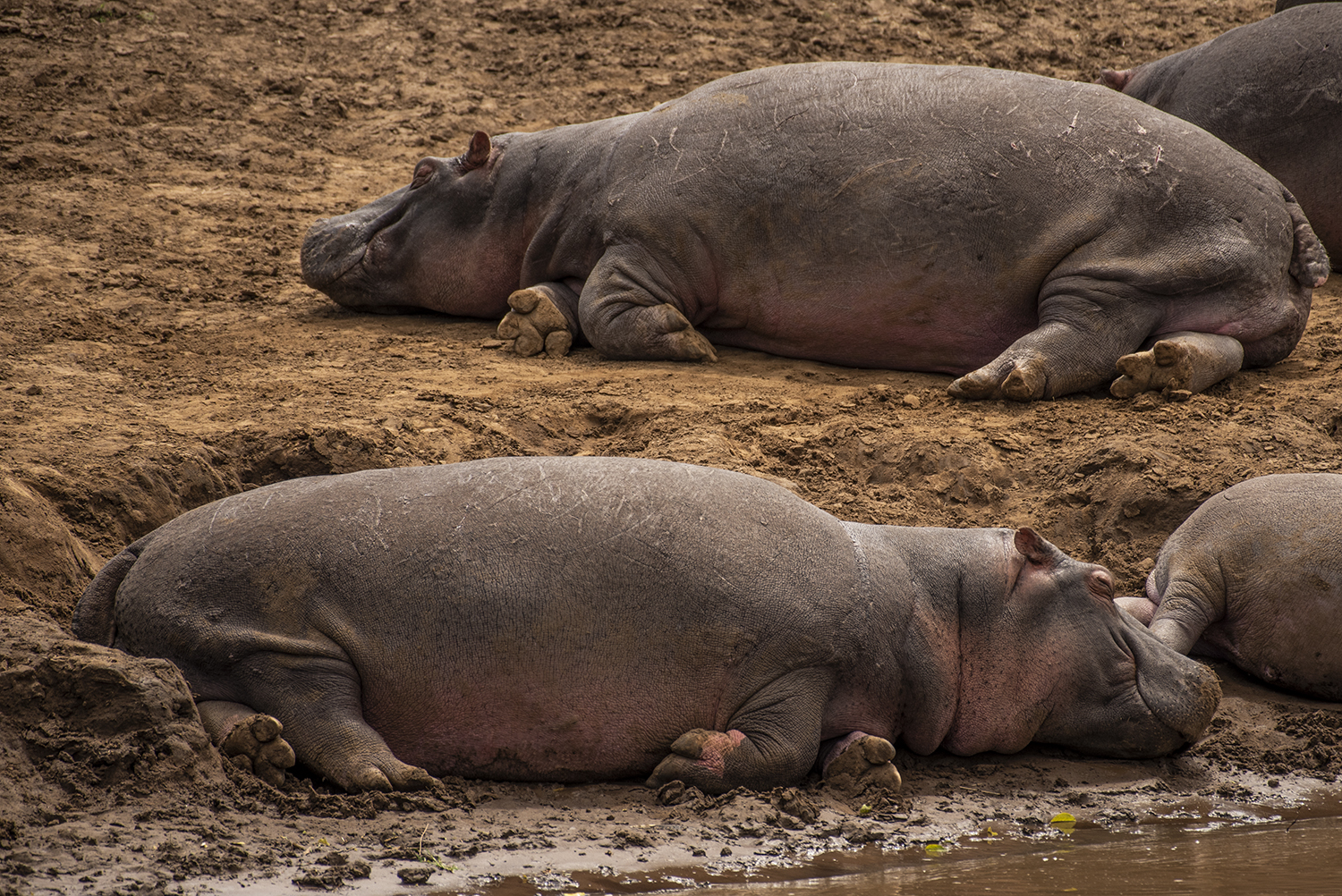 Hippos Basking at the river 
