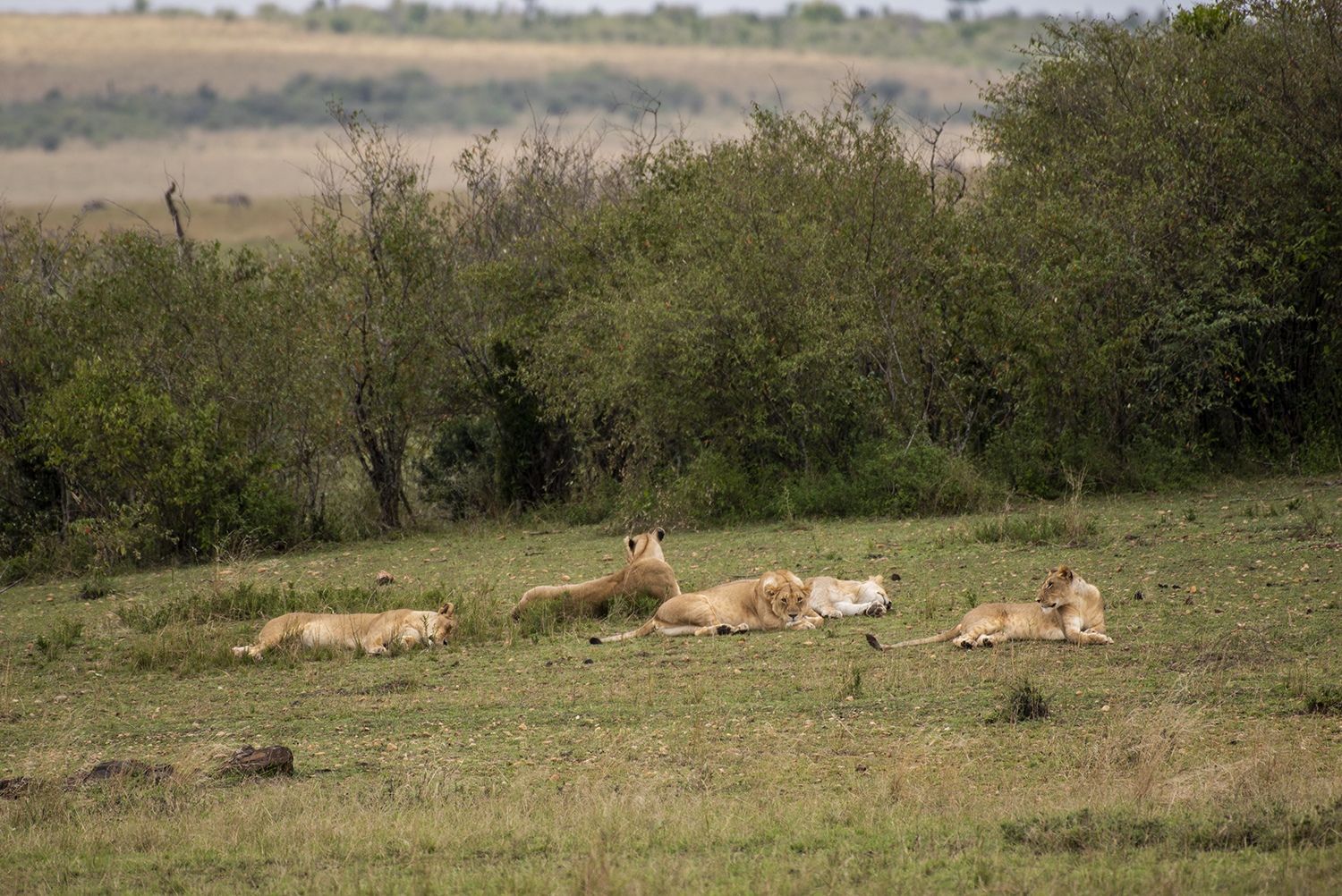 Lions lazing on the mara plains