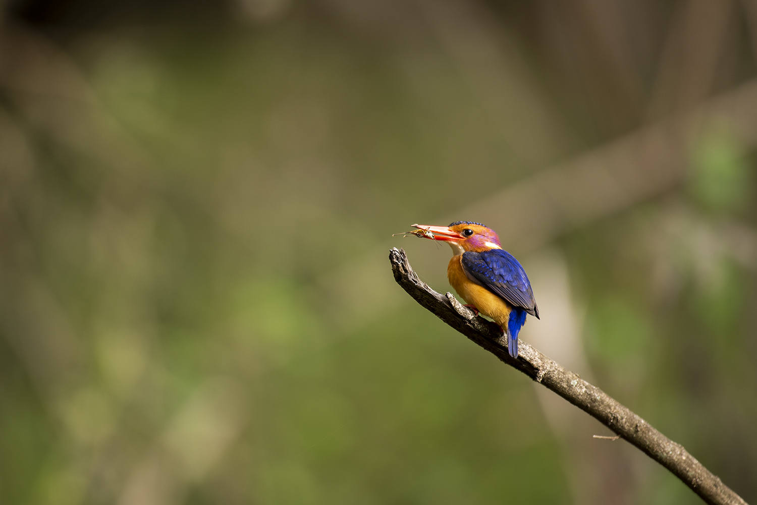 Malachite Kingfisher