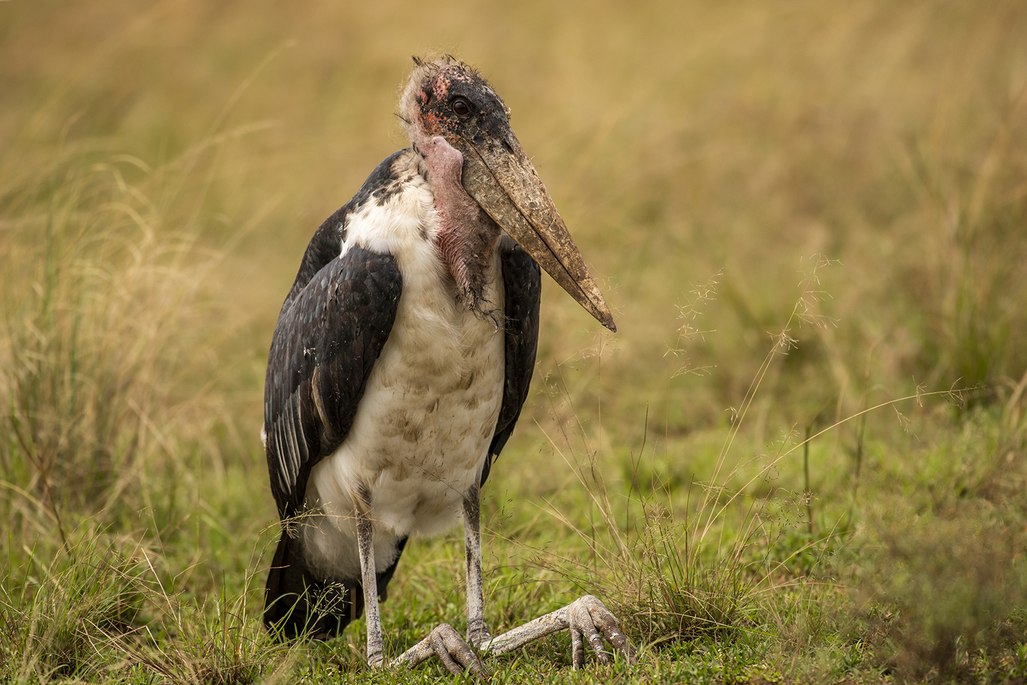 Marabou Stork