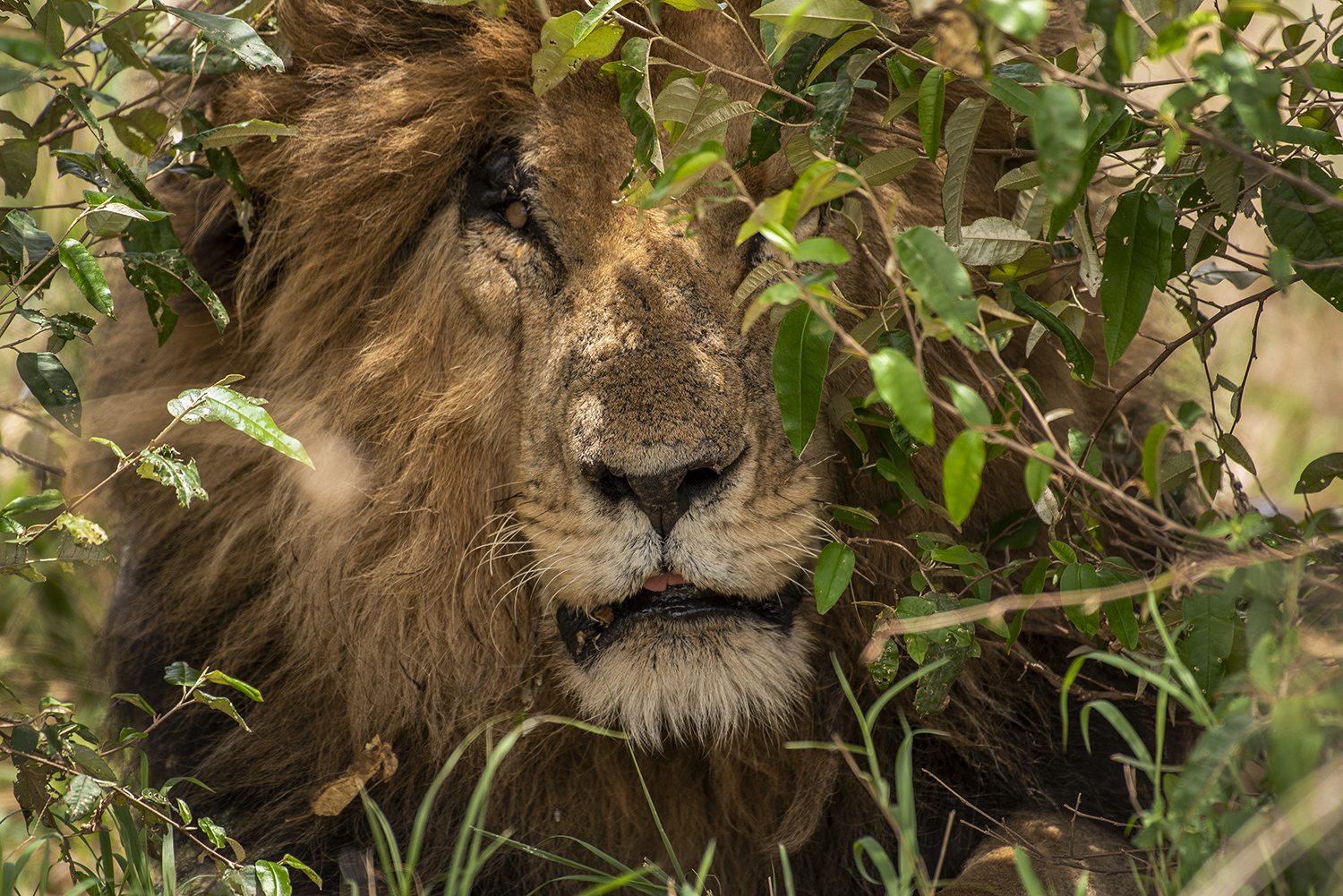 Scar iconic lion in the maasai mara