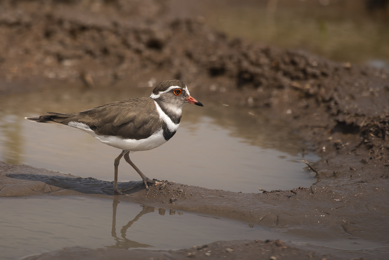 Three banded plover bird