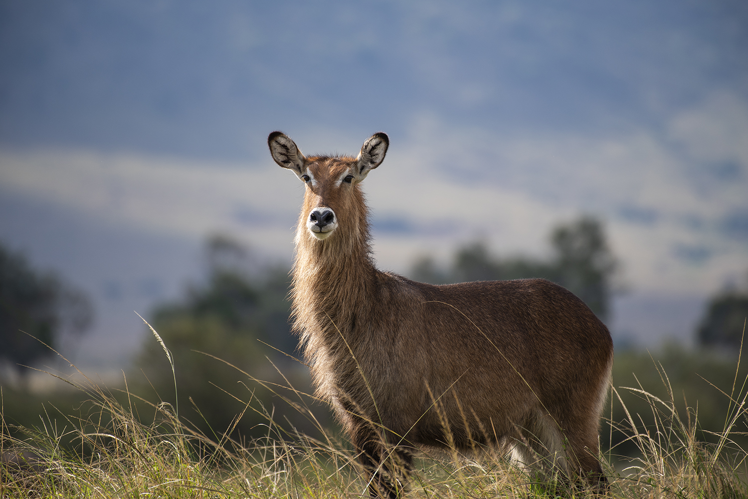 Waterbuck in the mara plains