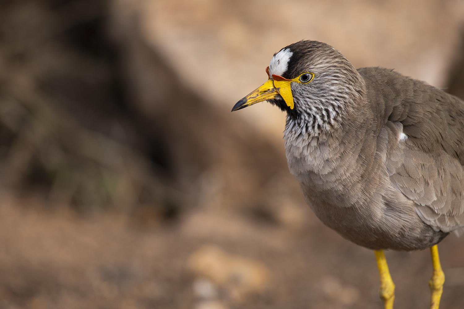 Wattled Plover