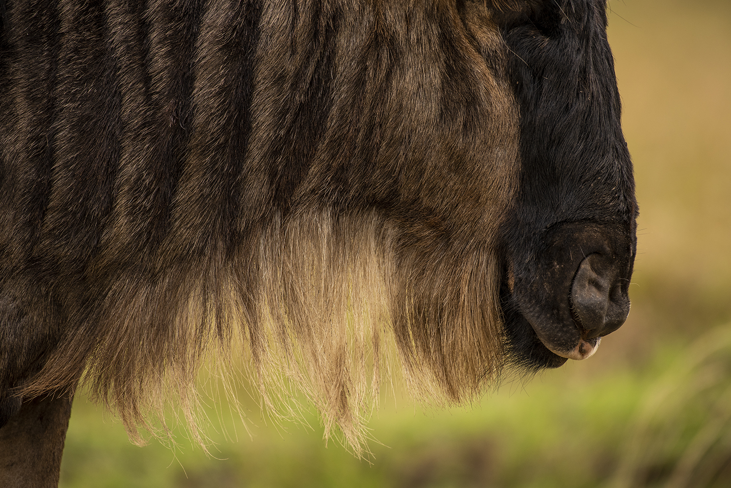 Wildebeest the great migration