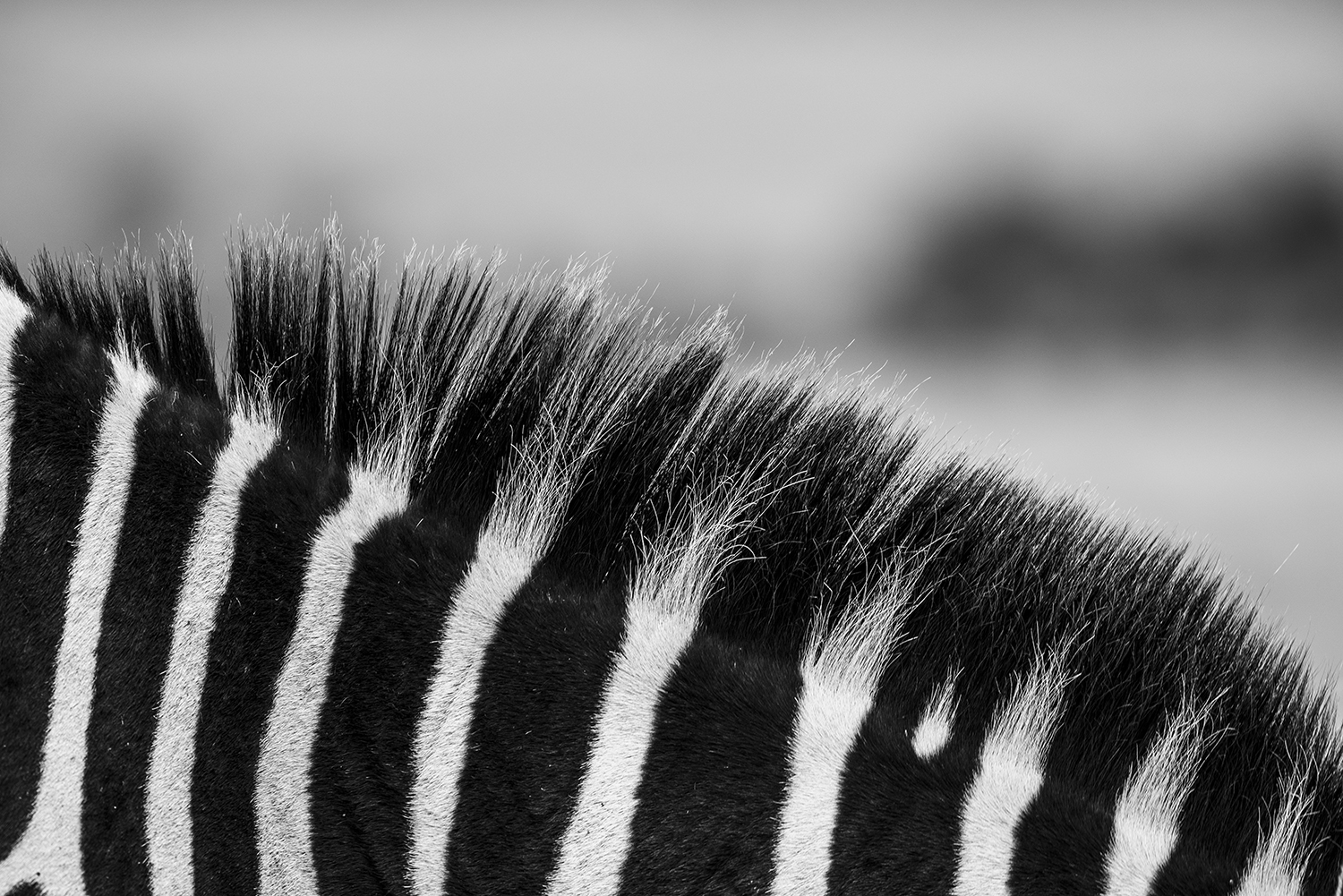Zebra stripes detailed photography