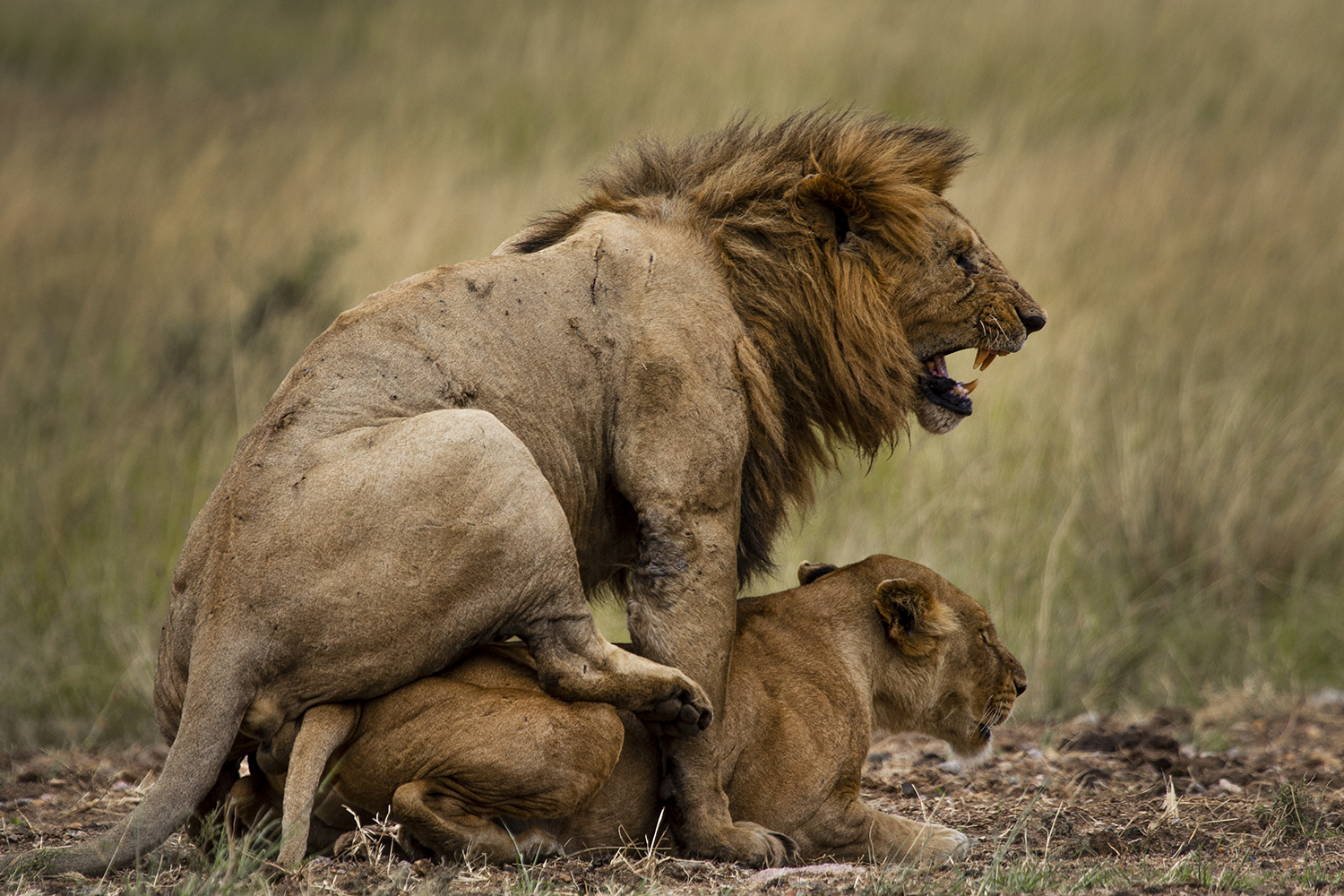 Lions Mating