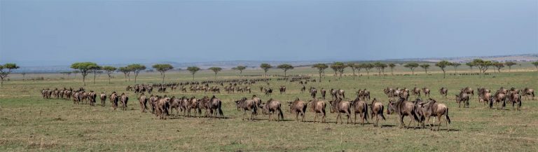 Wildebeest panorama