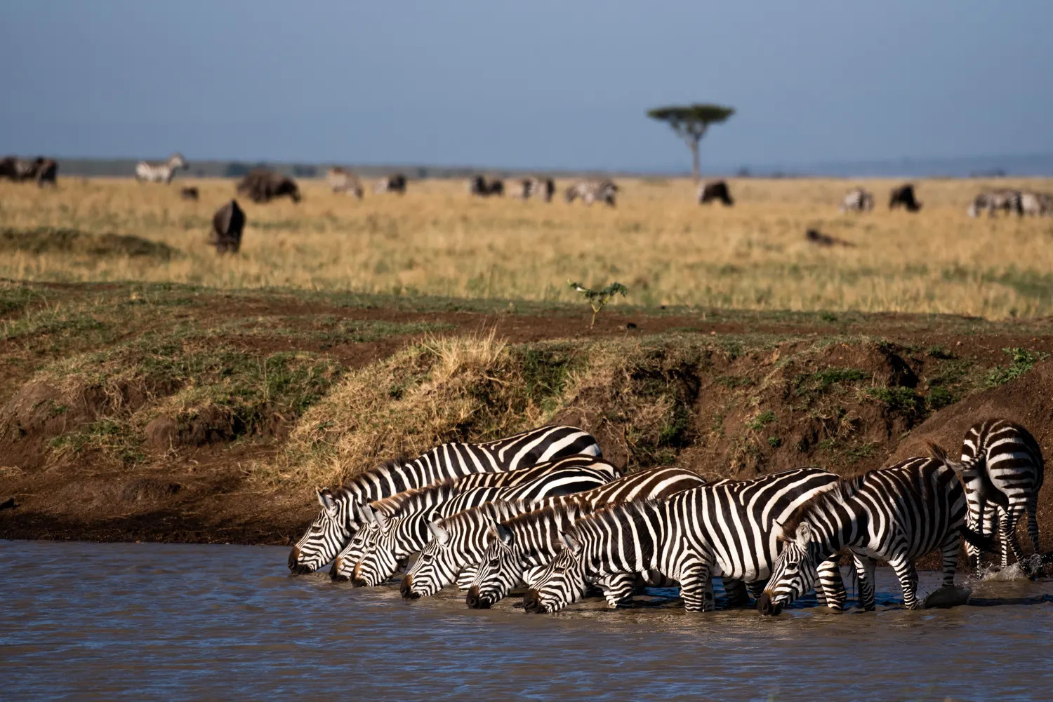 Zebras Drinking