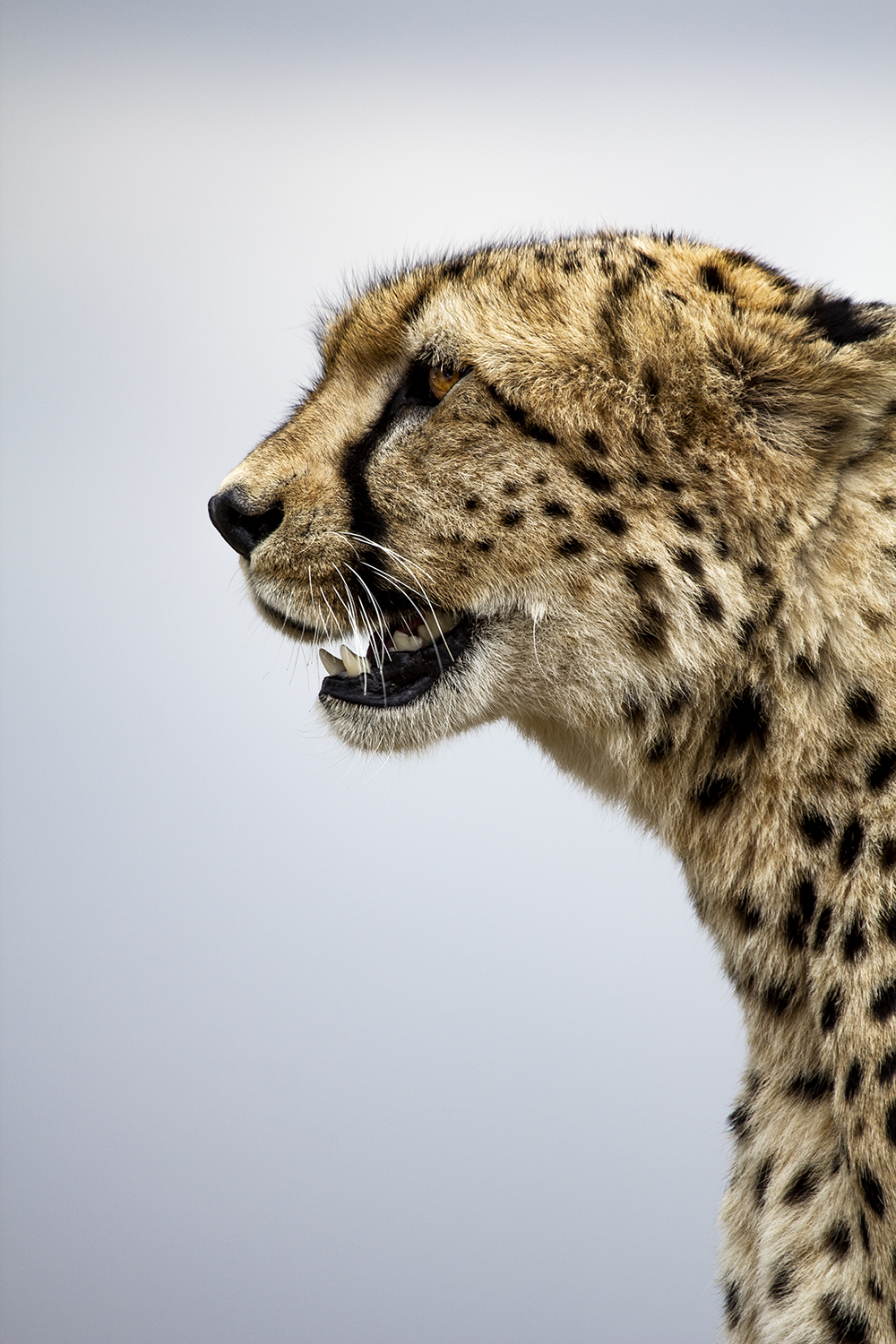 Duma Cheetah Maasai mara