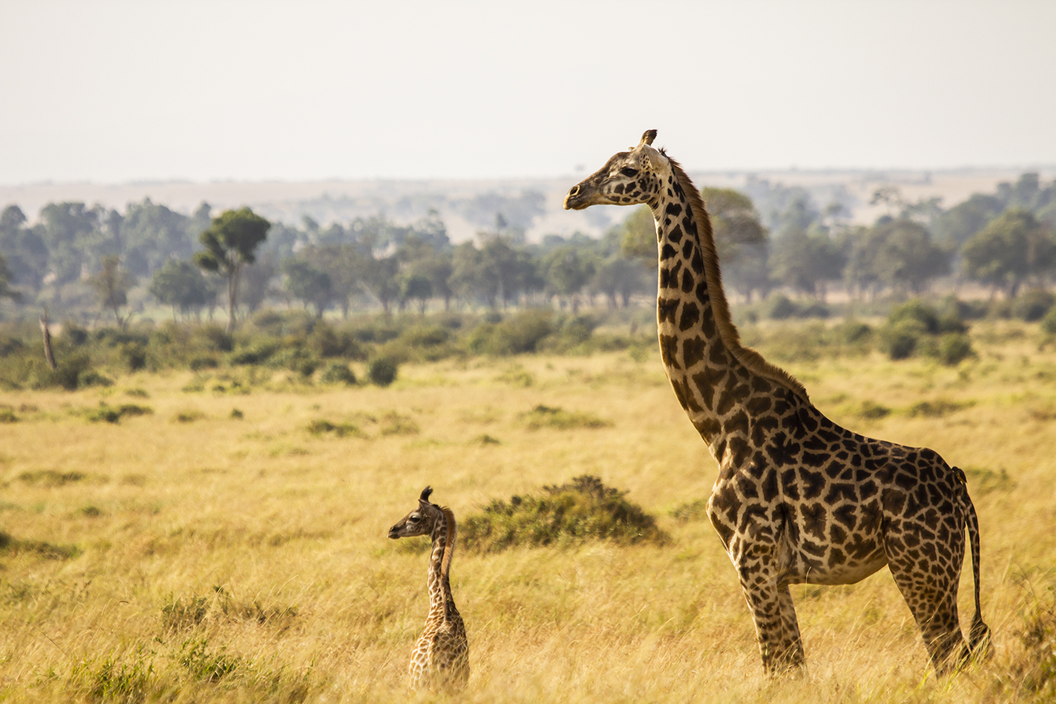 Giraffe baby in the maasai mara