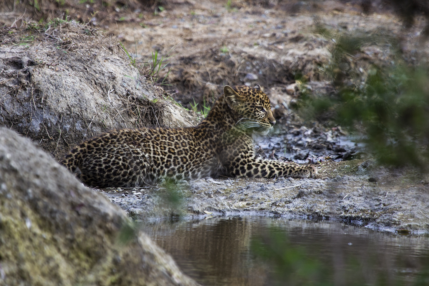 Leopard Cub in the mara triangle