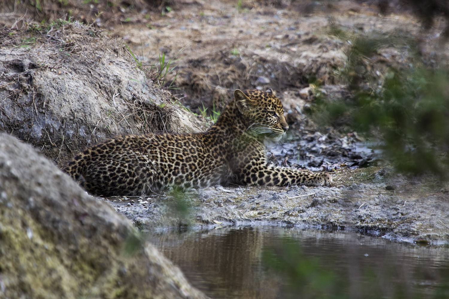 Leopard Cub