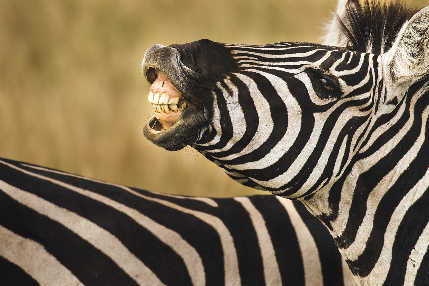 Happy Zebra