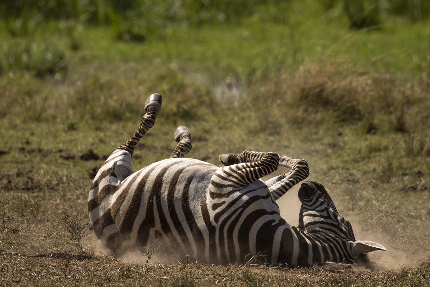 Zebra DUST BATH