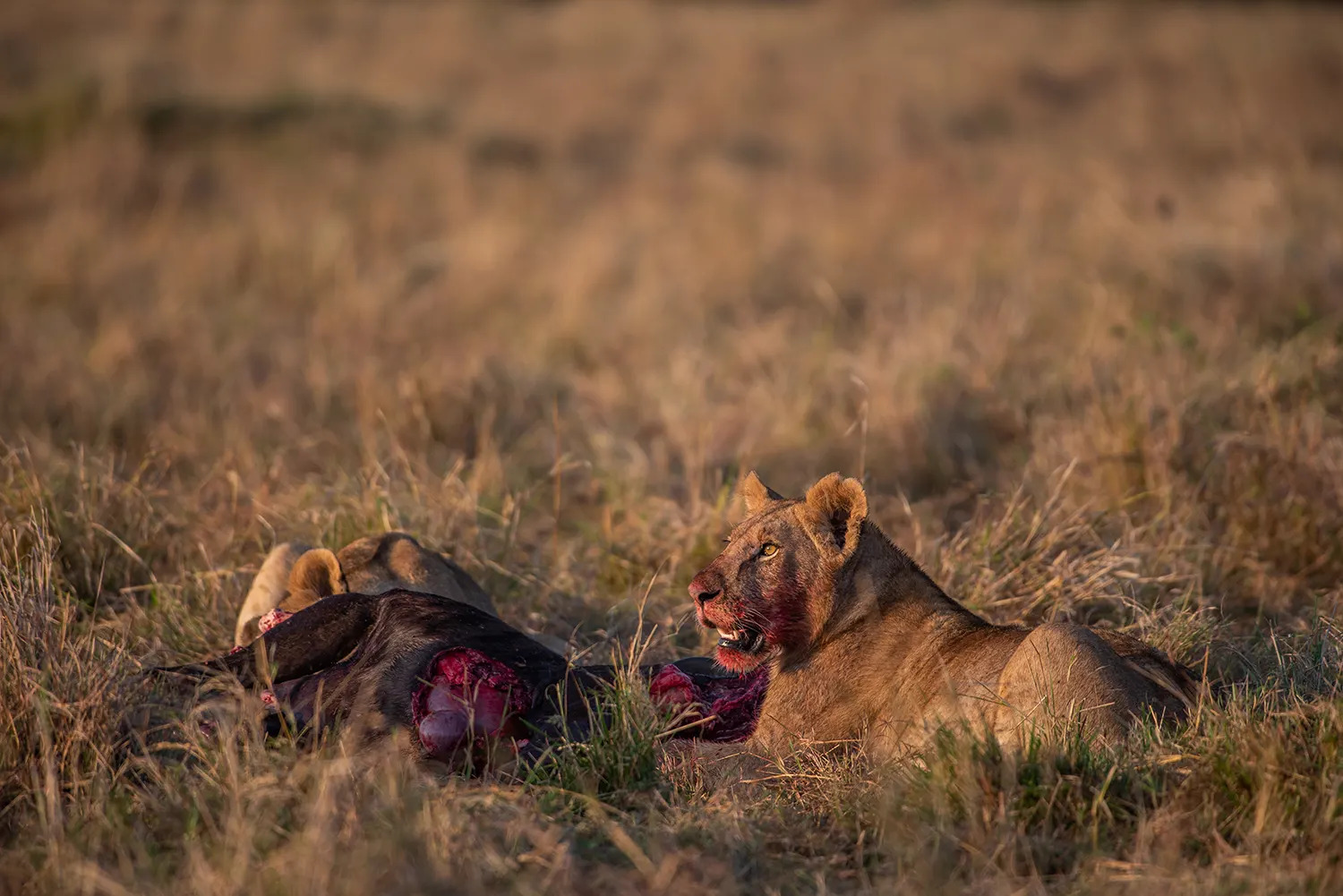 Angama pride males feeding