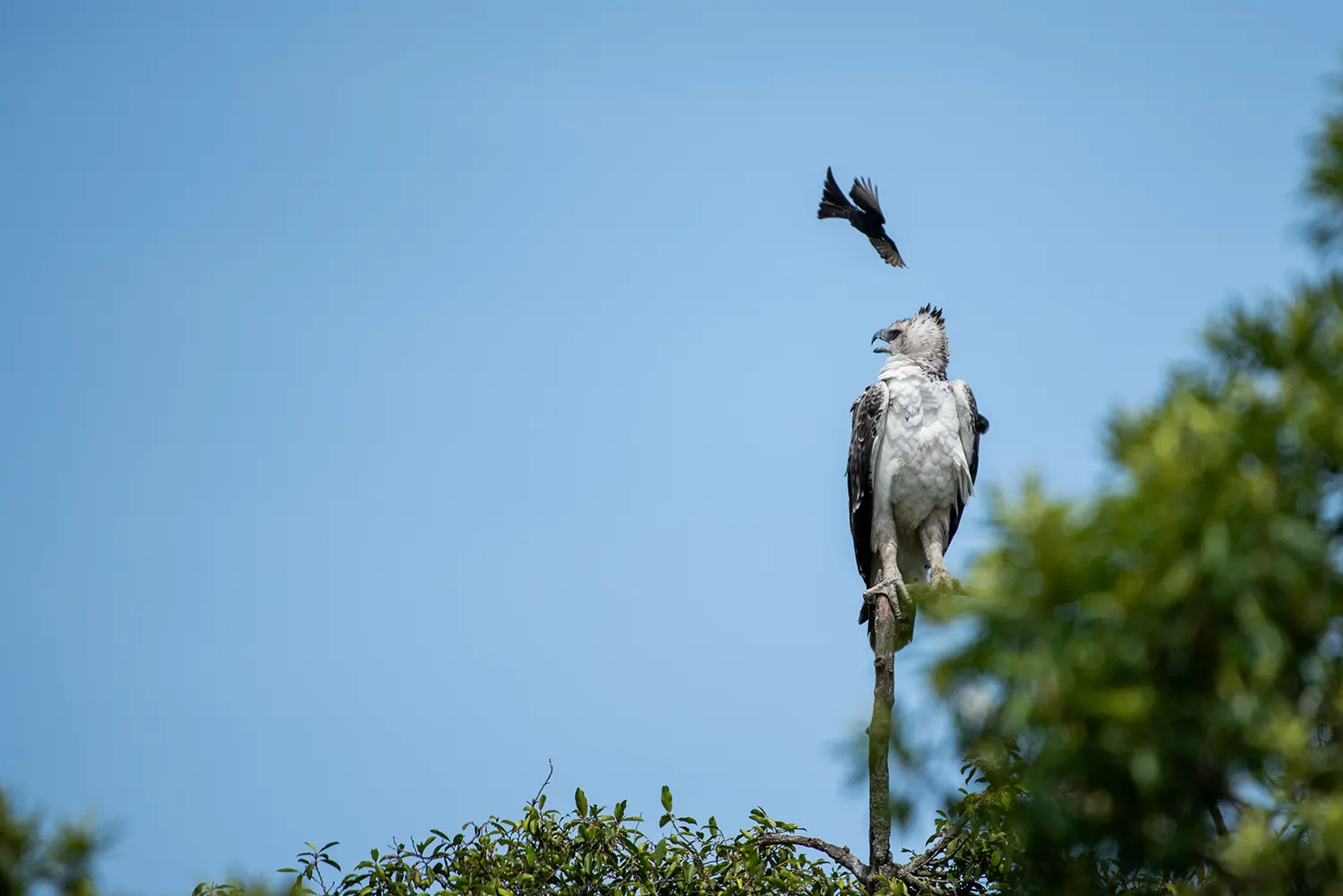 Drongo vs Martial eagle 2