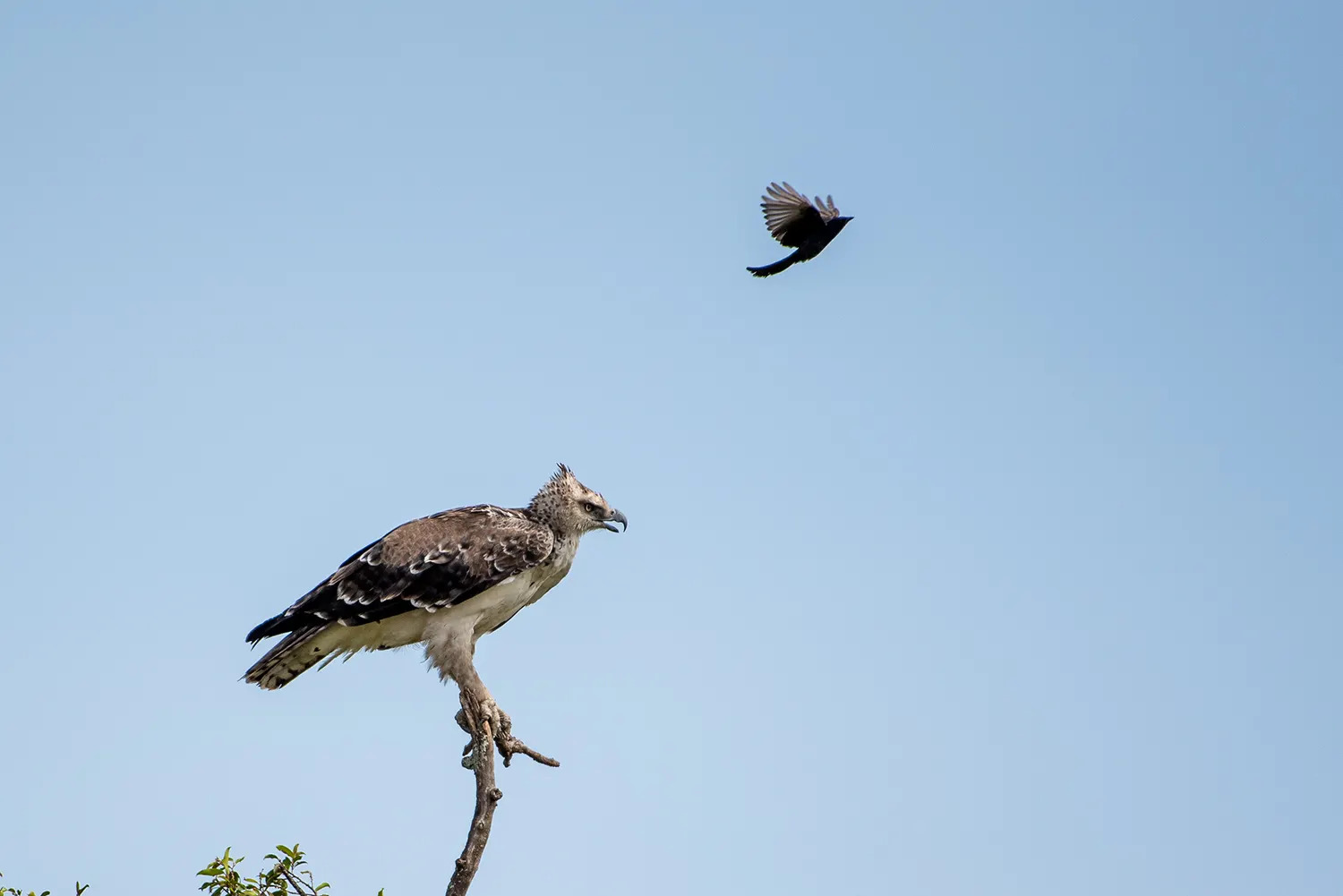 Drongo vs Martial eagle