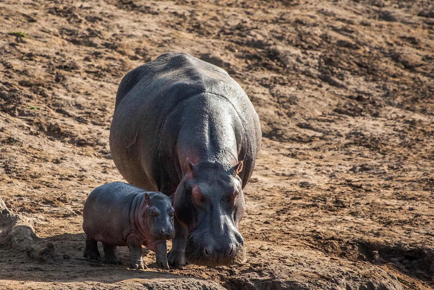 Hippos