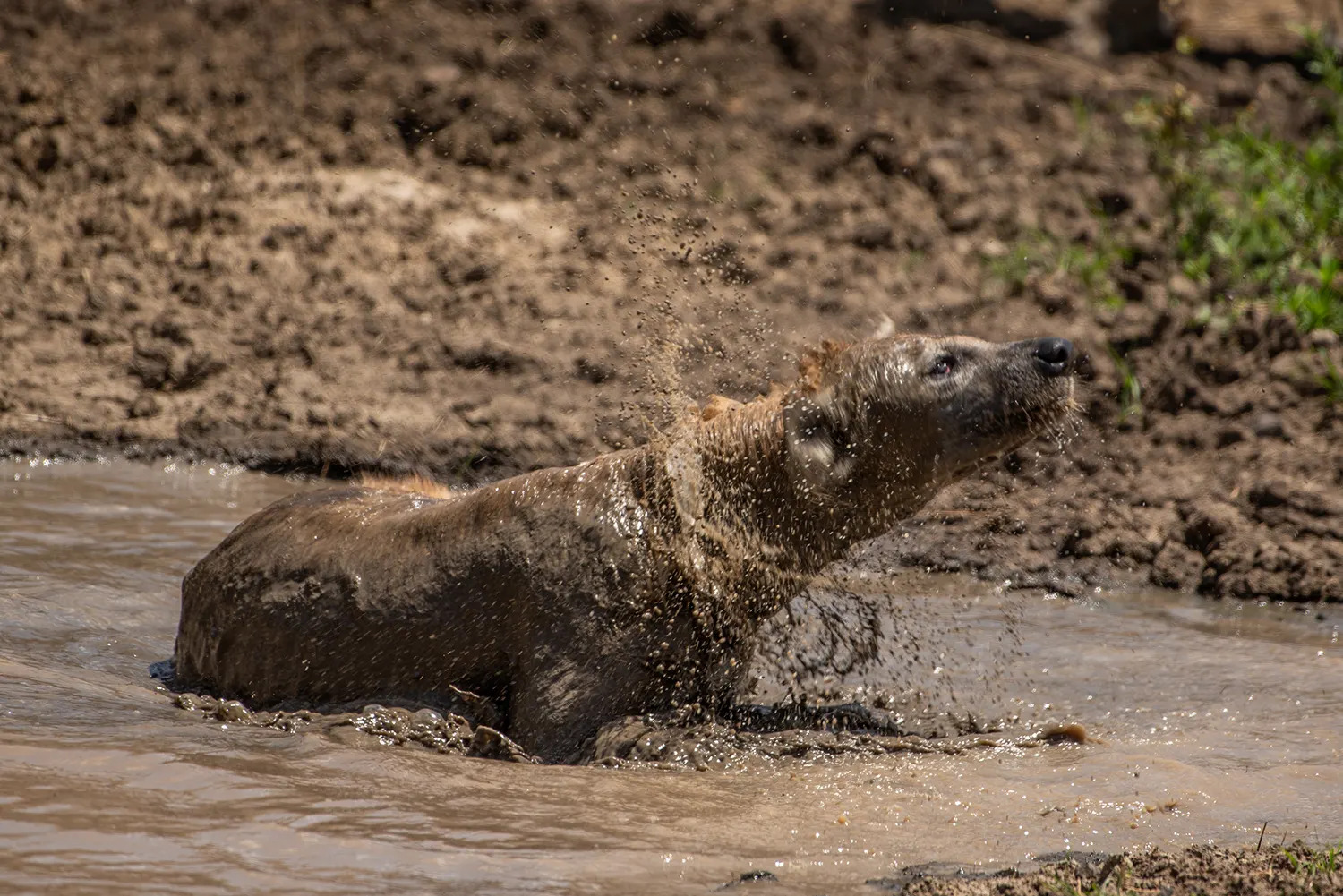 Hyena