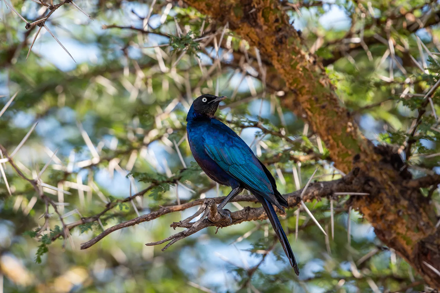 Ruppels long tail starling