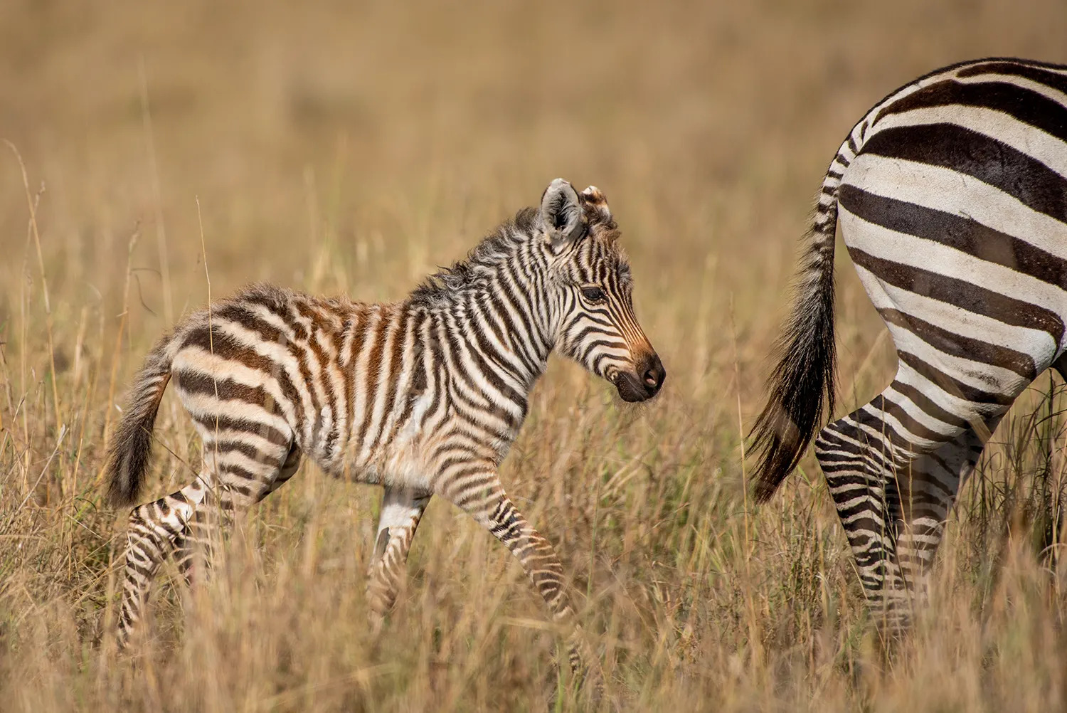 Zebra and calf