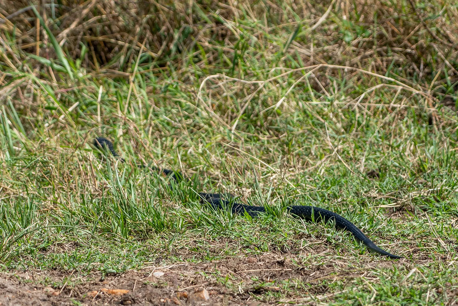Black necked spitting cobra