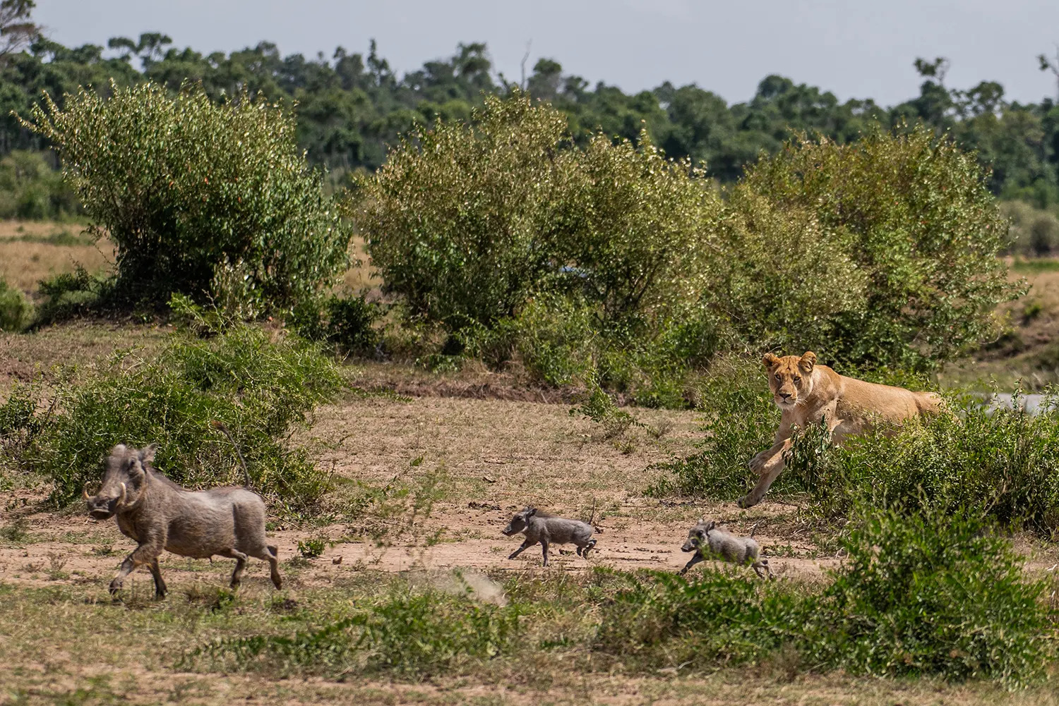 Lioness and warthog