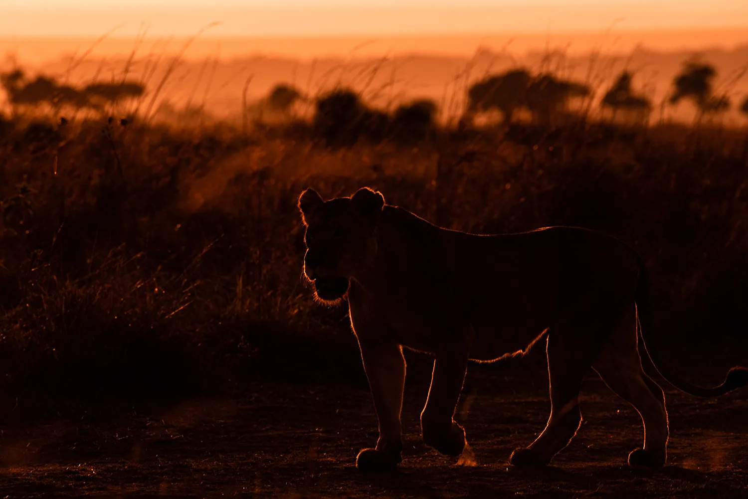 Rim Light Lioness