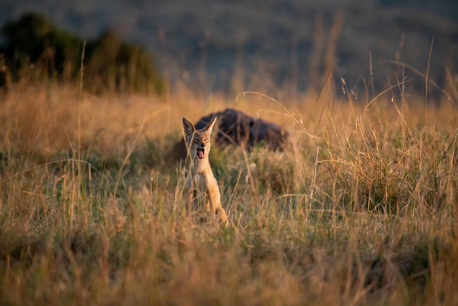 Silver back jackal