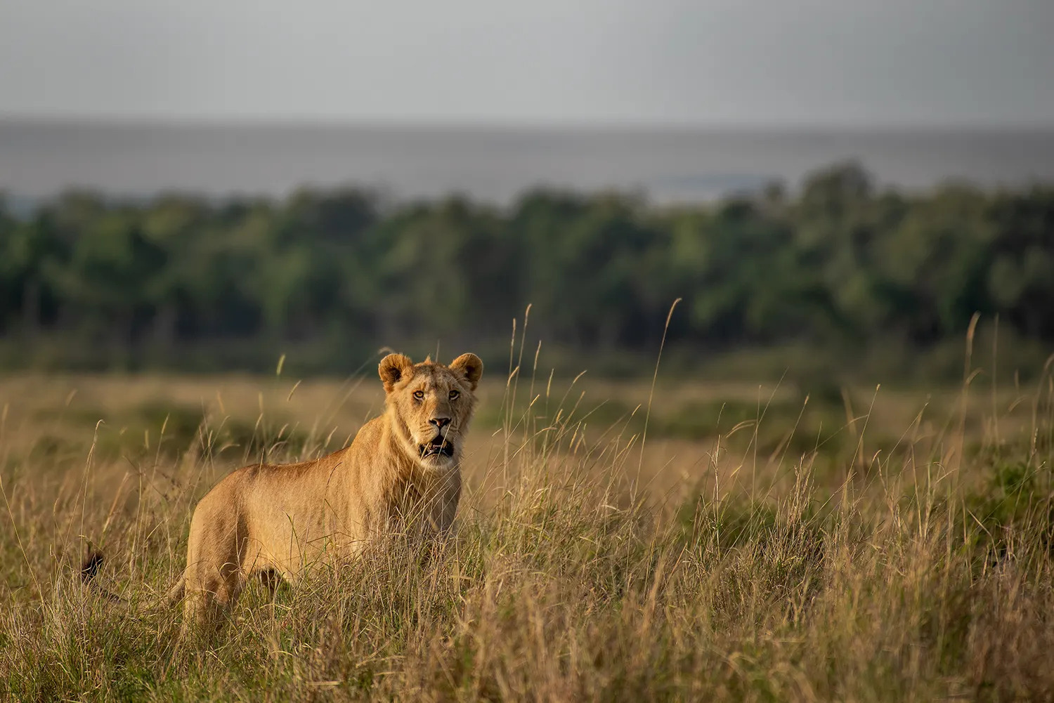 Young male Angama pride