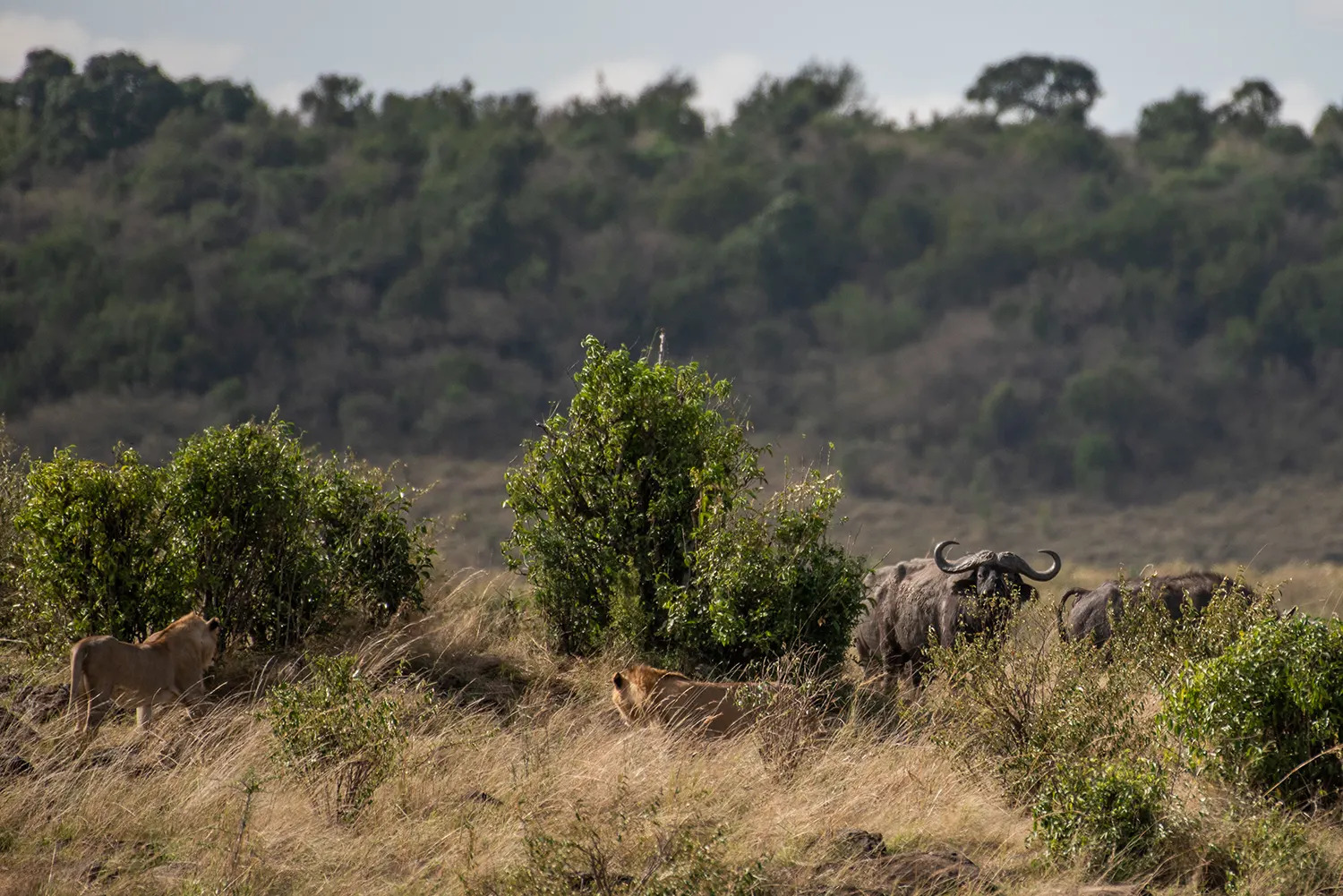 Young male pride VS buffalos