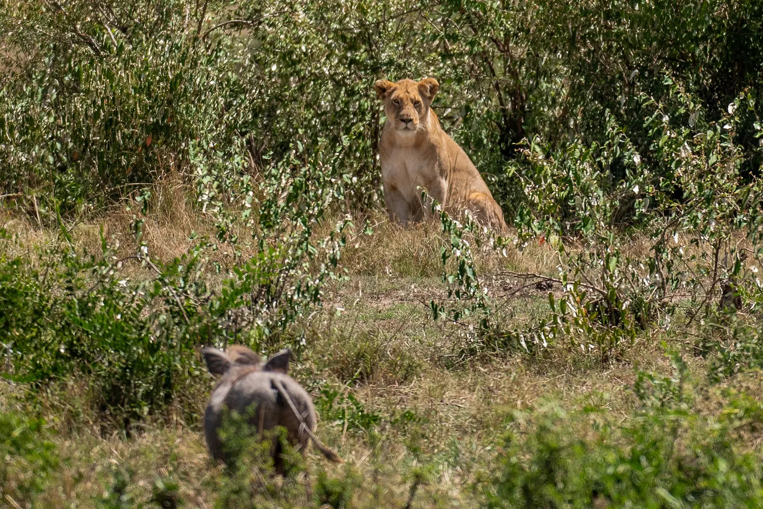 lioness vs warthog