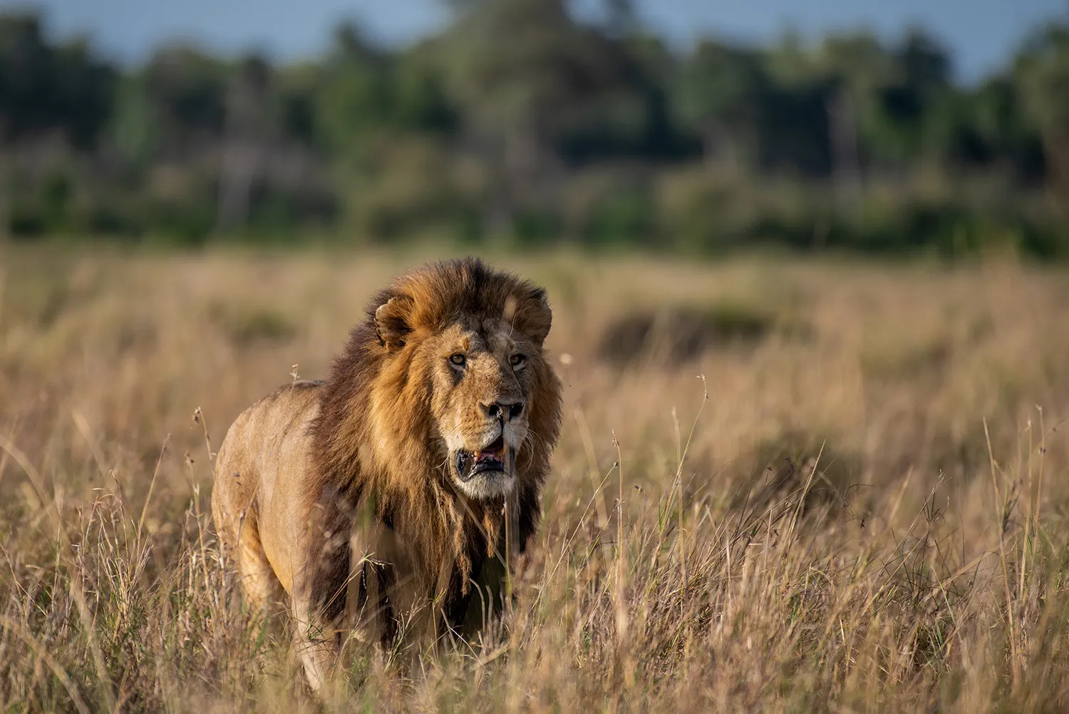 Angama pride male