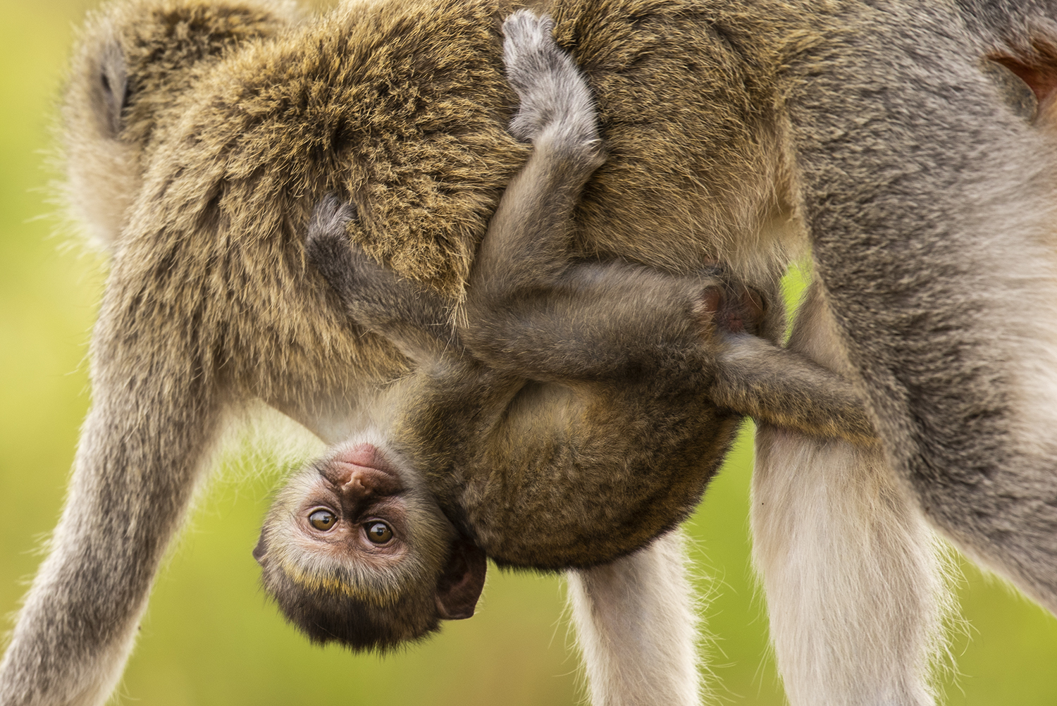 Baby monkey hanging on mom