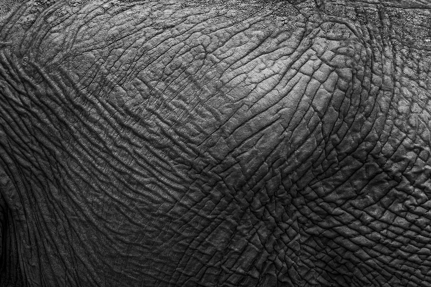 Elephant Skin texture
