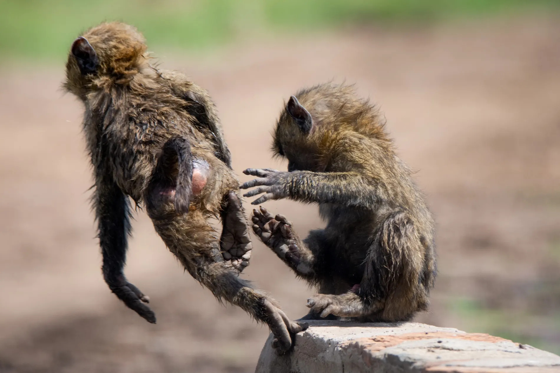 Young Baboons 2