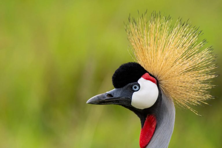 Grey Crowned Crane