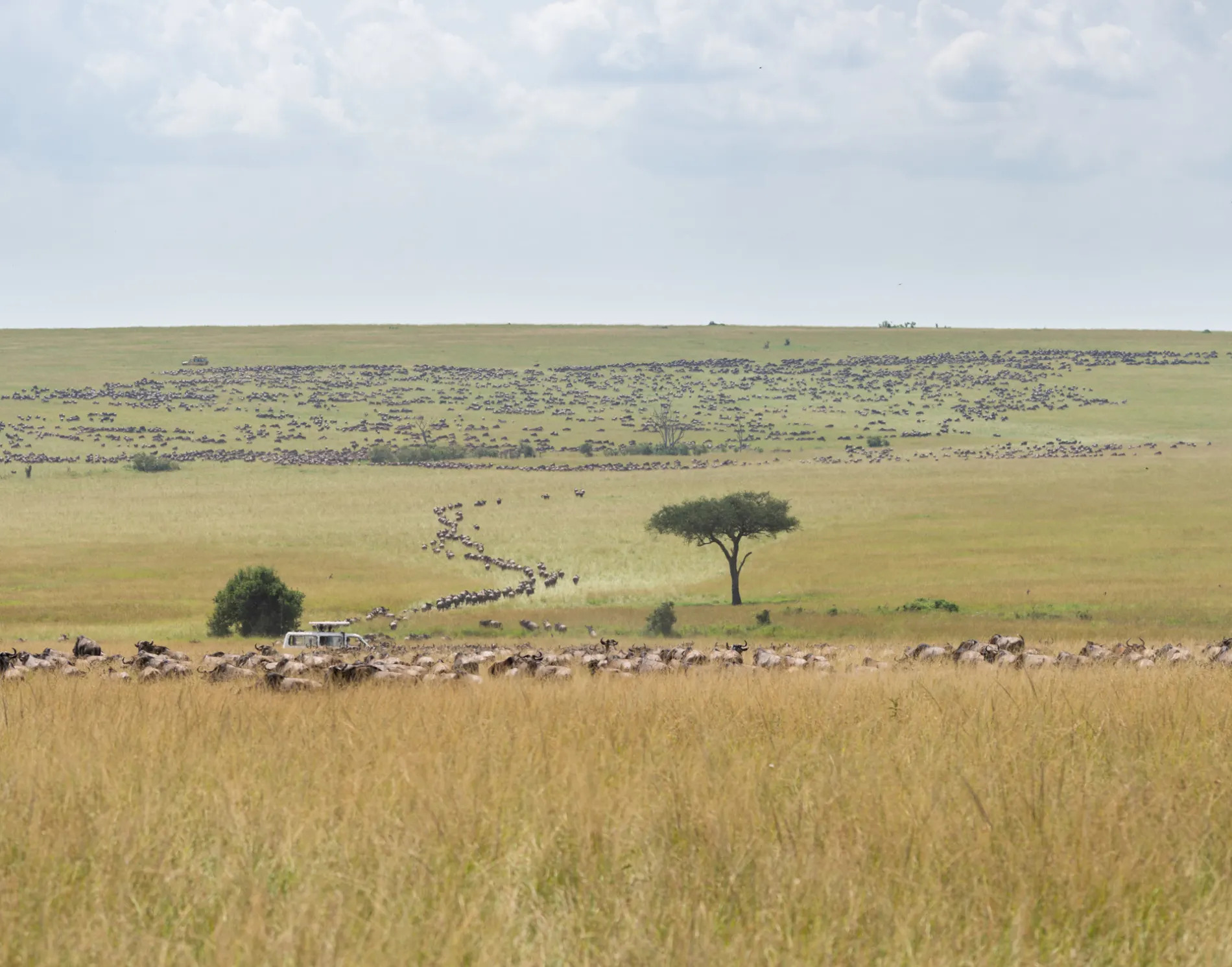 Wildebeest Pano