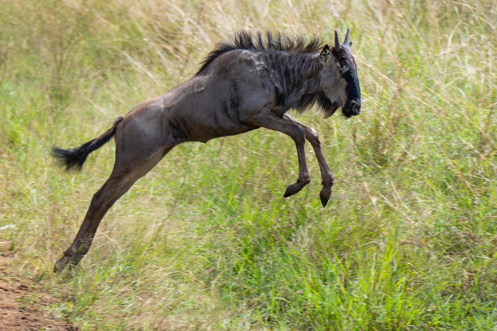 Wildebeest jump