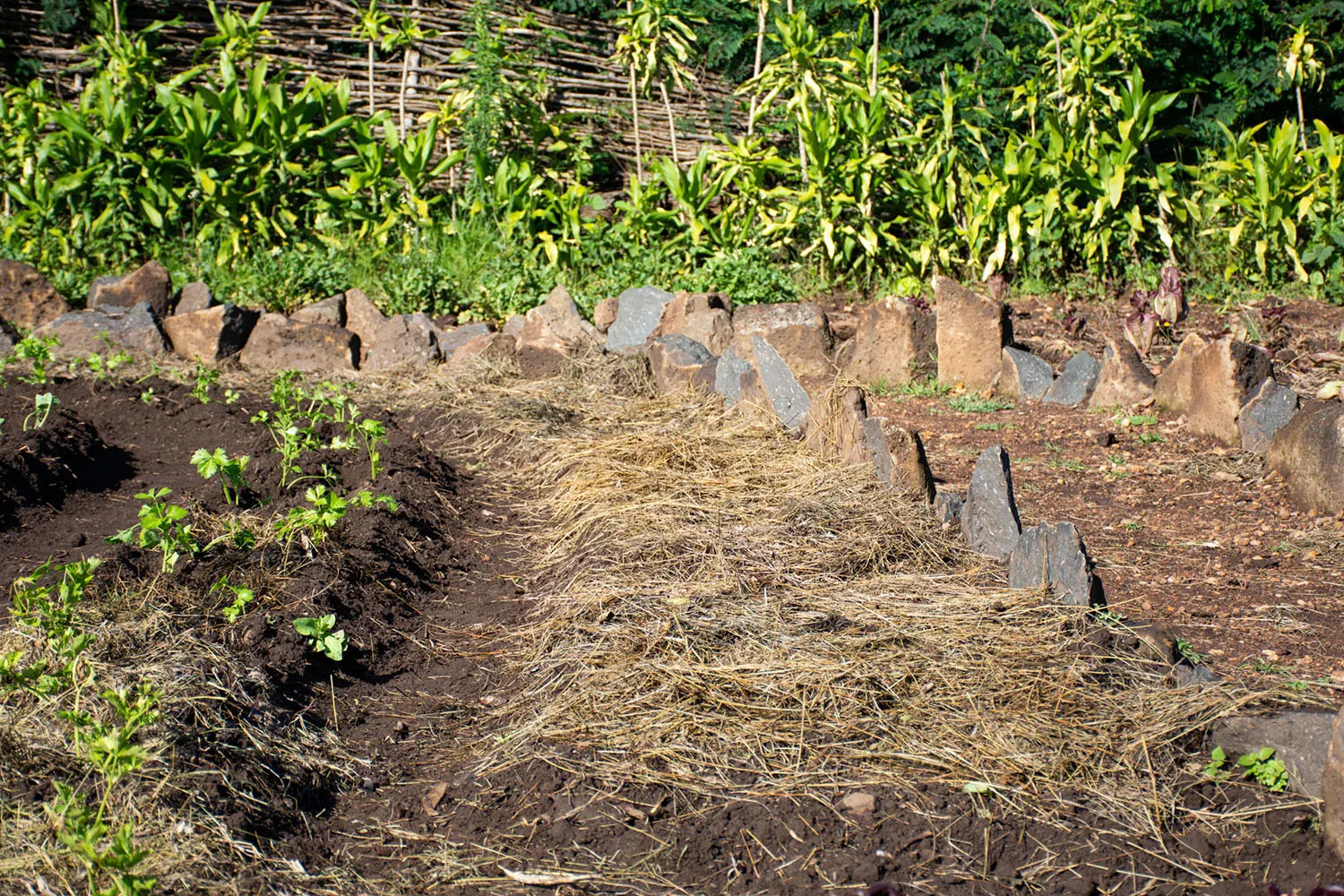 pine leaves covering soil