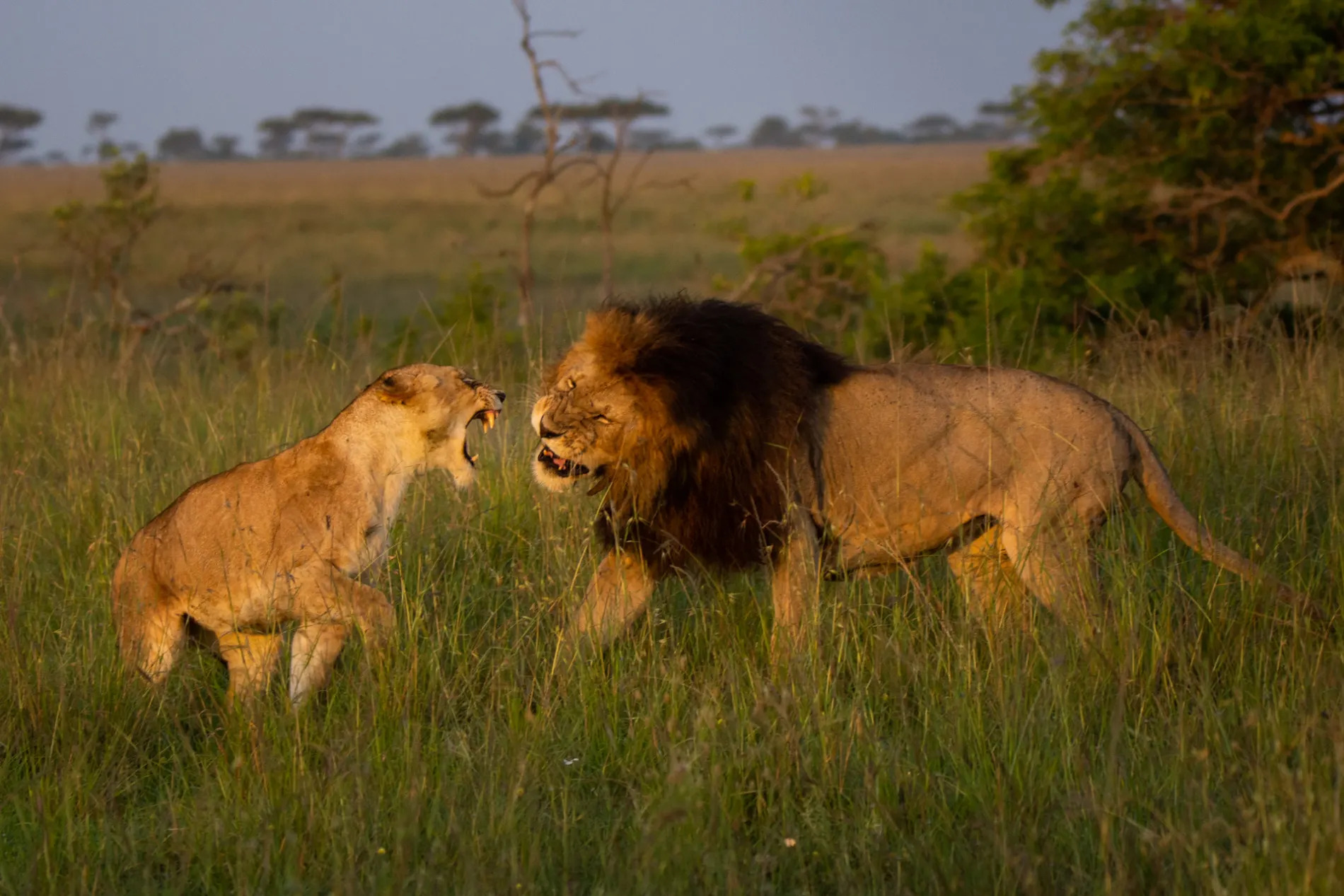 Mating Fight