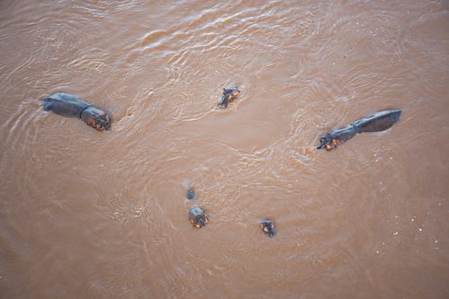 A small hippo pod captured from above