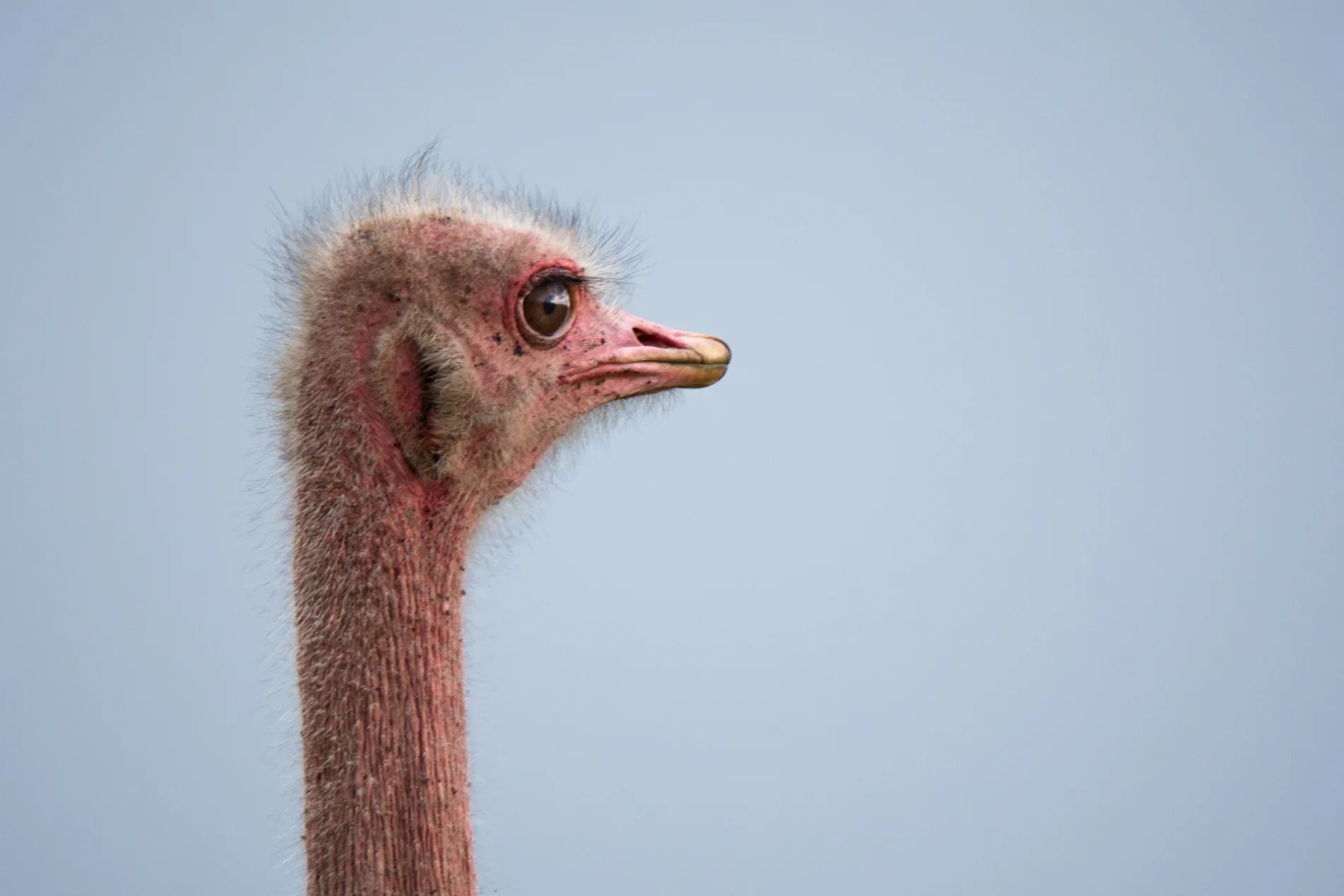 Ostrich