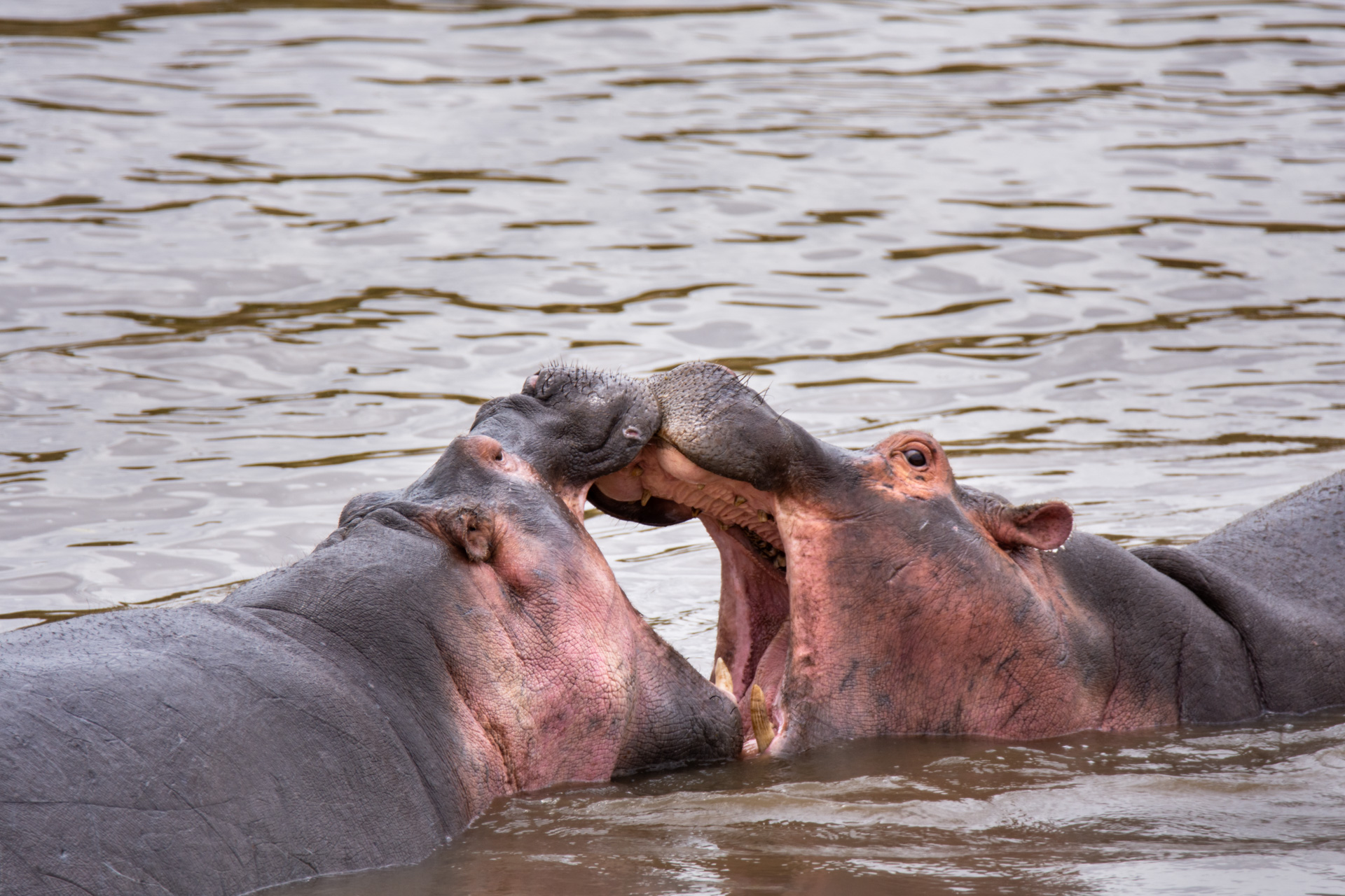 Hippo fighting