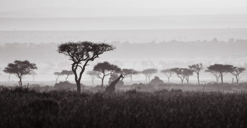 A high contrast black-and-white shot of a giraffe amid the beautiful balanites