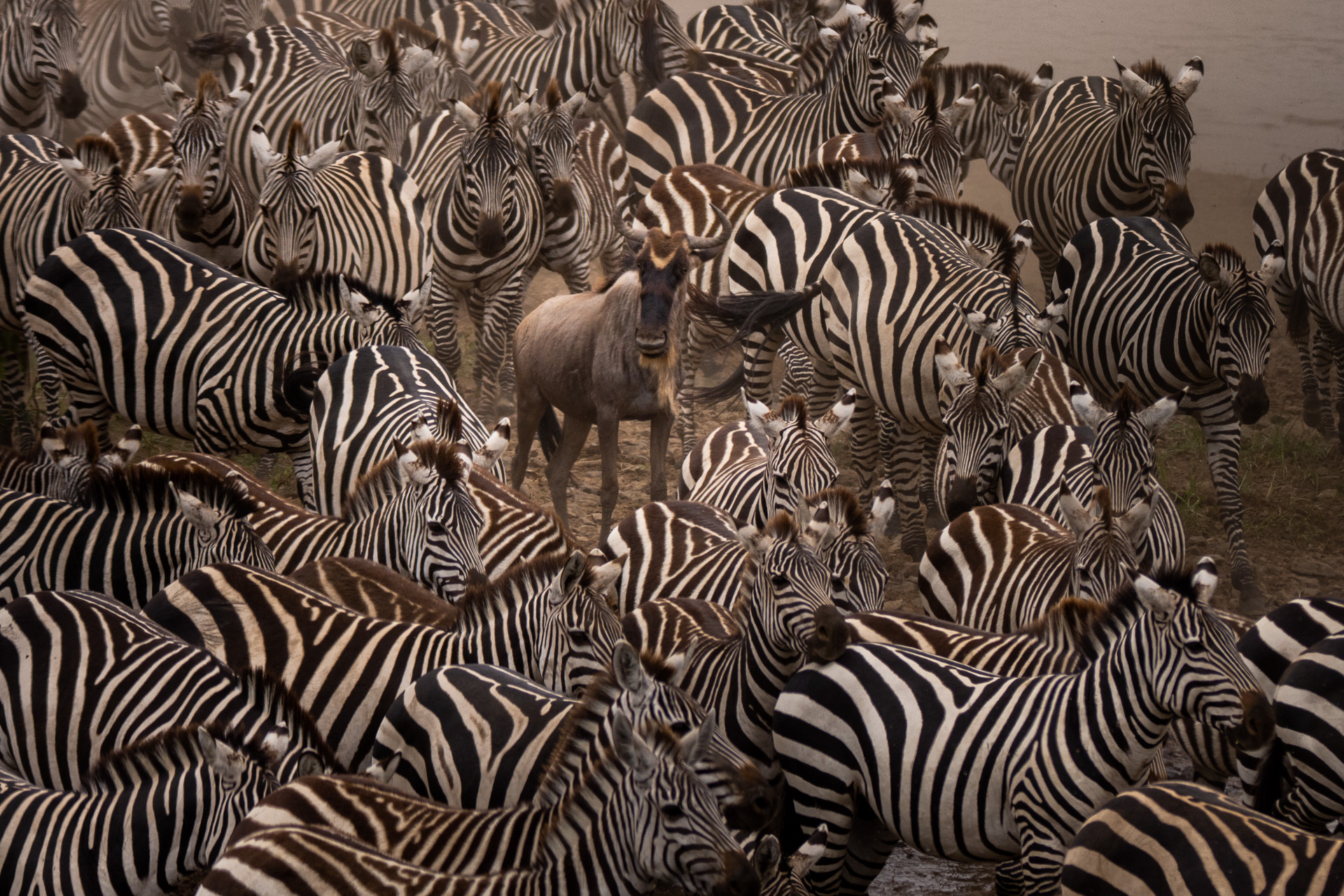 Zebras wilde