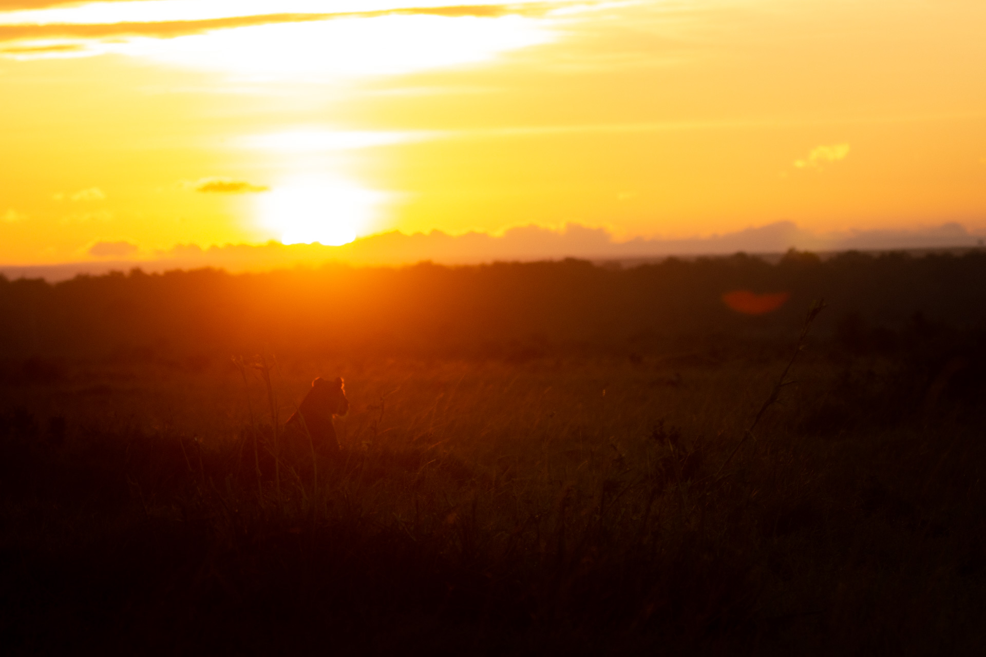 lioness and sunrise